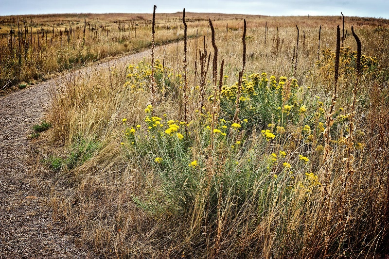 Colorado Prairie