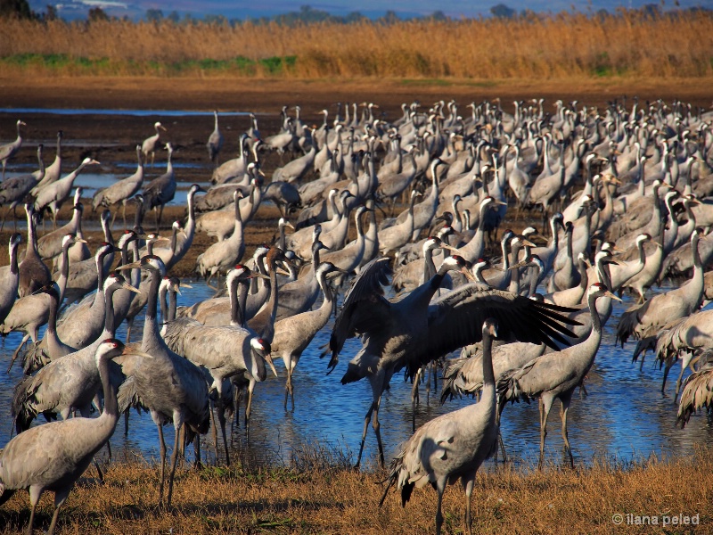 cranes before sunset