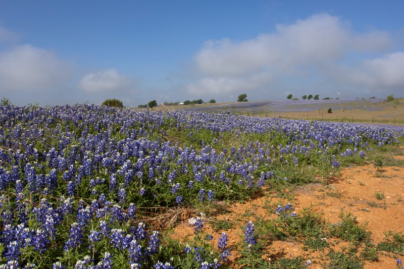 Bluebonnets and Clay