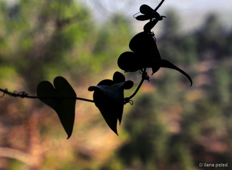 hang for drying...