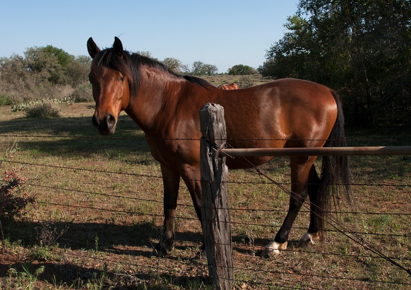 Horse By the Fence