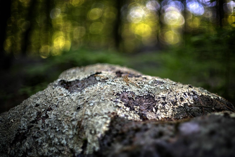 Lichens and Forest Light