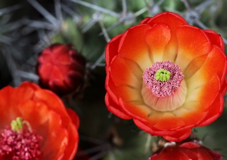 Red Cactus Blooms