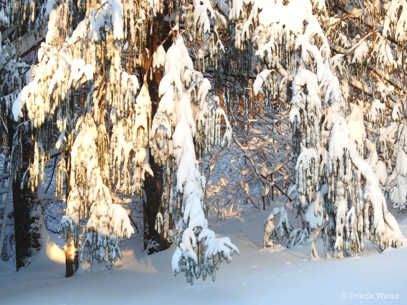 Snowy Pines - ID: 15081402 © Frieda Weise
