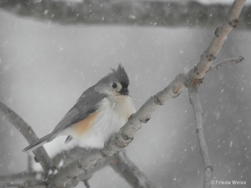 Titmouse - ID: 15081414 © Frieda Weise