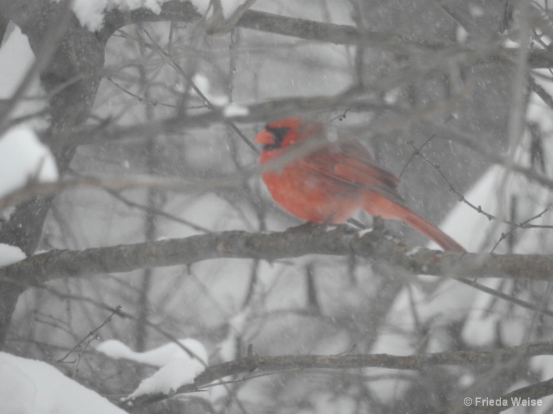 Cardinal - ID: 15081418 © Frieda Weise