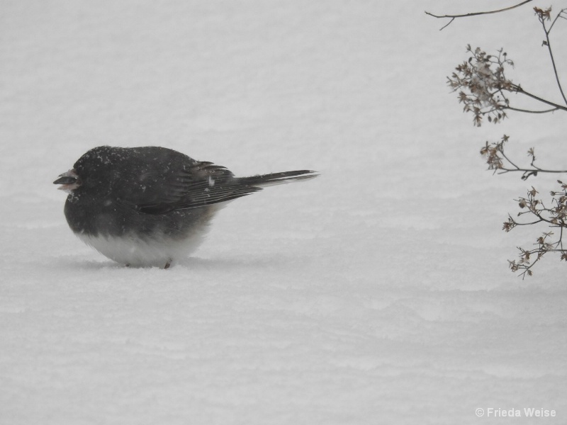 Titmouse1 - ID: 15081419 © Frieda Weise