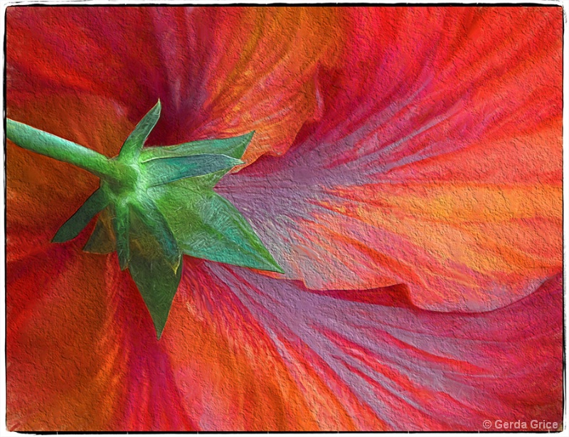 Painted Back View of Colourful Giant Hibiscus