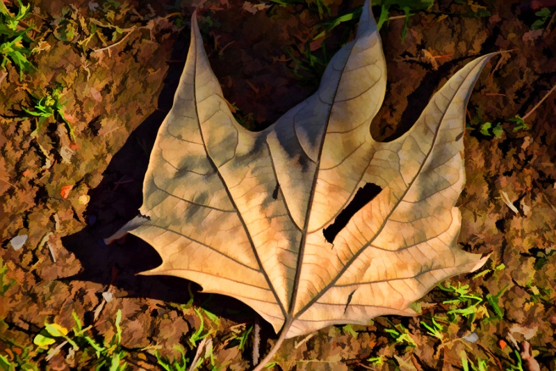 FALLEN  LEAF