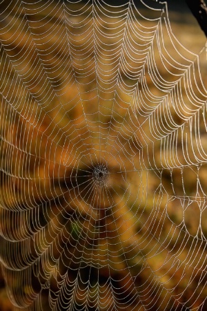 Colorful Web