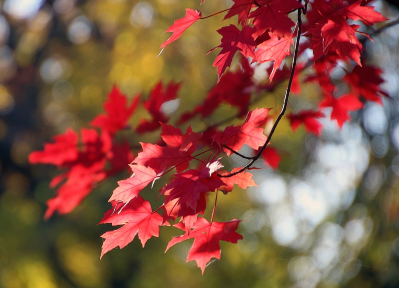 Leaves In Red