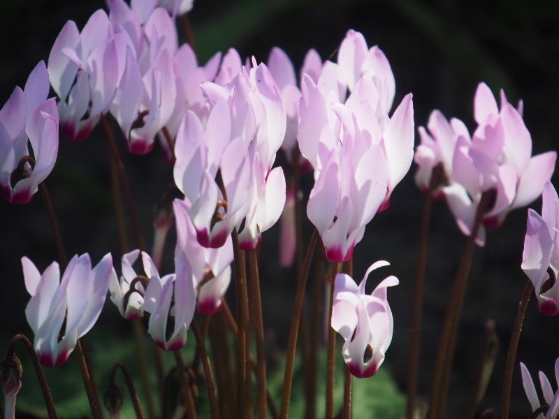 cyclamen 2