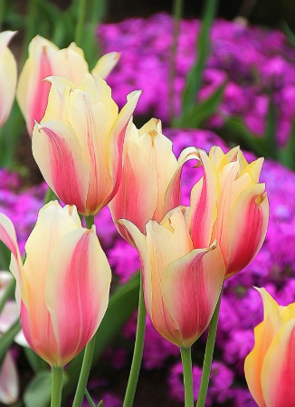 Tulip Garden At Honor Heights Park