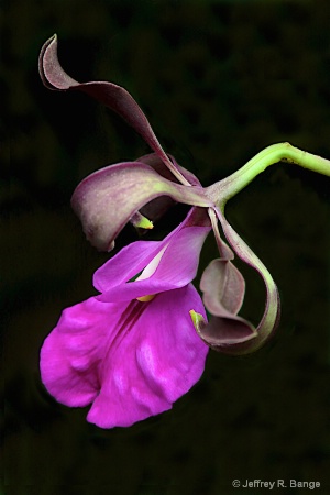 "Orchid #10"