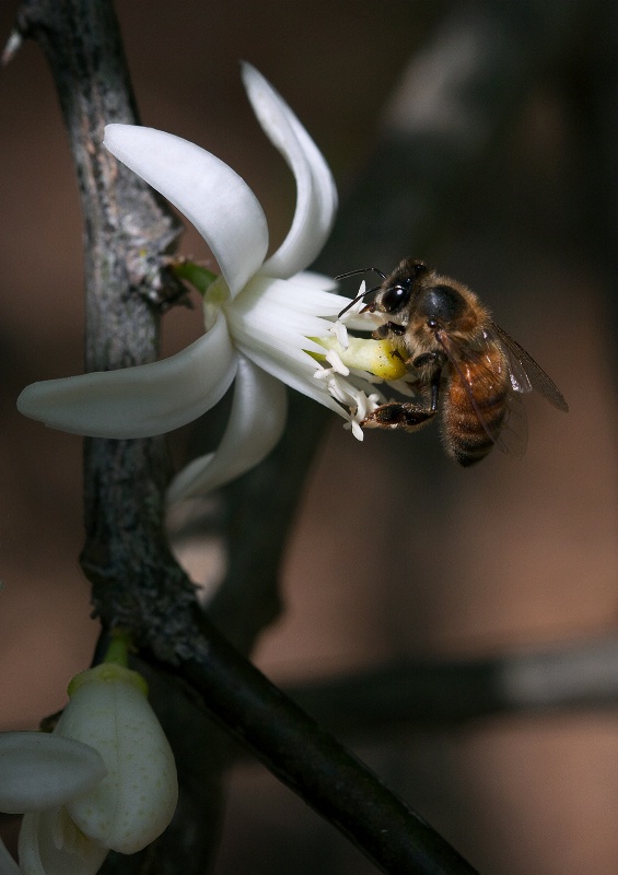 Blossom Worker