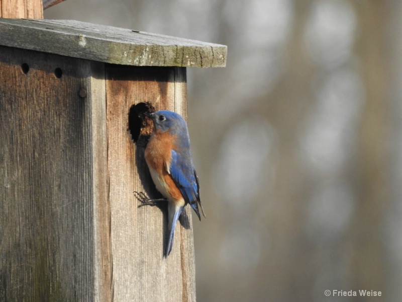 Bluebird checking nest