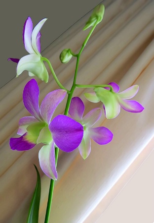 Orchid 1