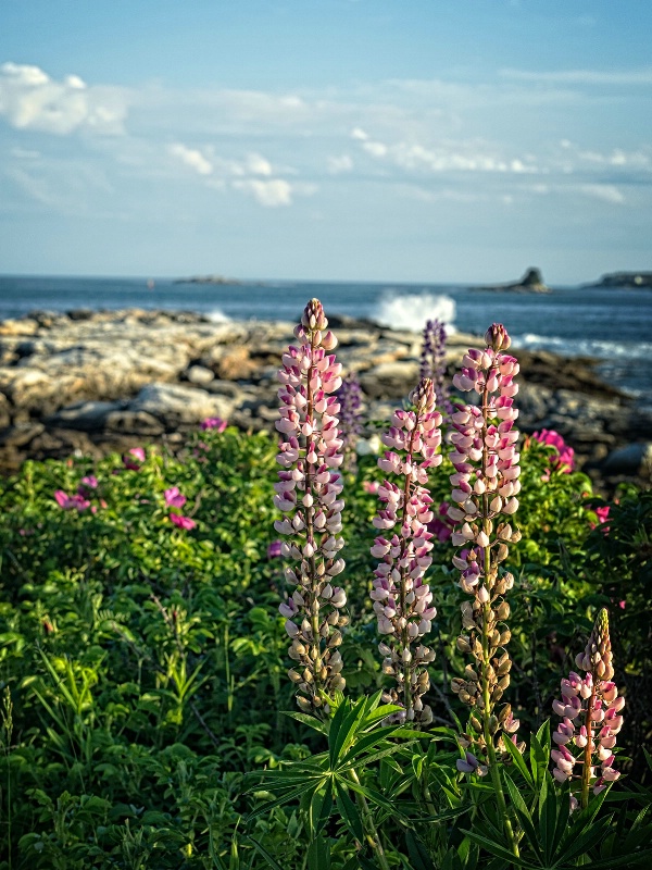 Lupines by the Sea