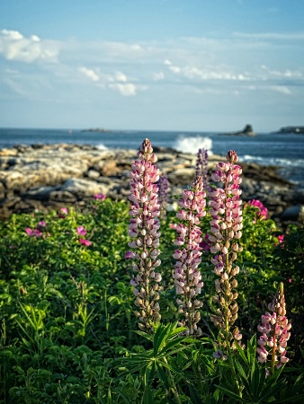 Lupines by the Sea