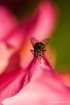 the fly