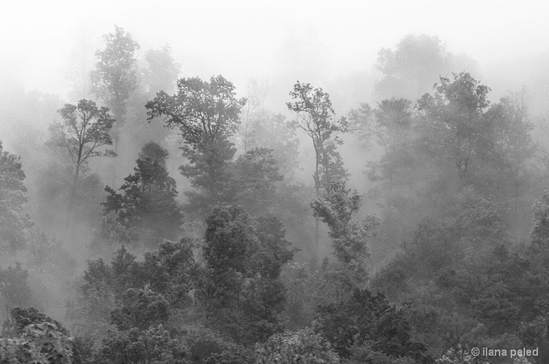 misty forest