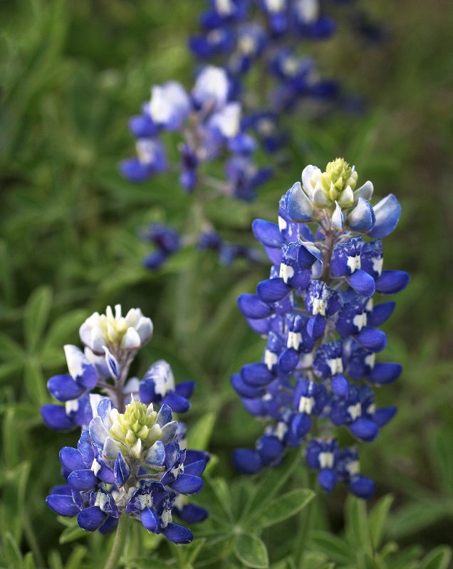 Bluebonnets in a Texas Spring