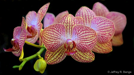 "Orchid #23"
