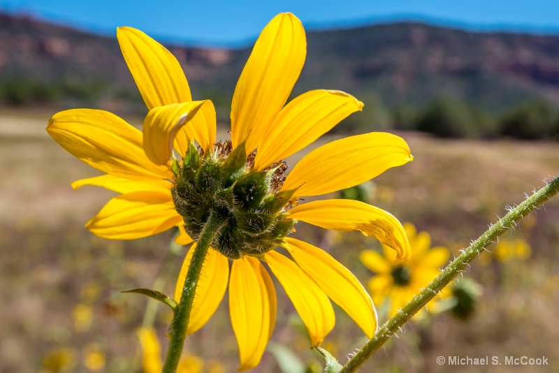 Helianthus Annuus, Common Sunflower