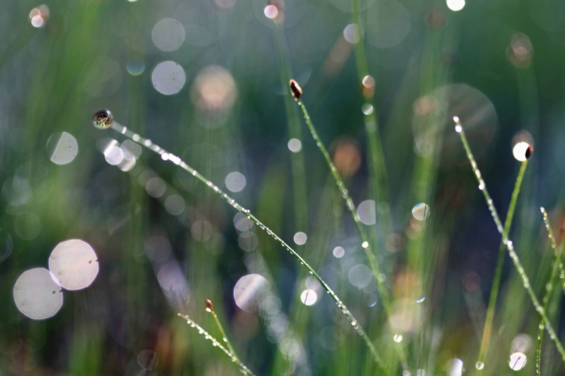 Grass And Sunlight