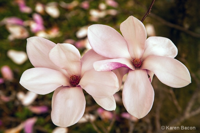 magnolias