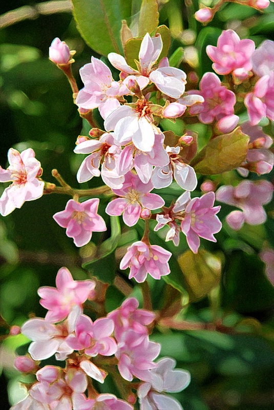 Small Pink Blossoms