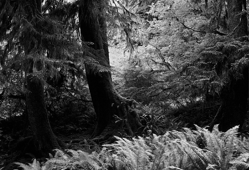 Rain Forest Ferns