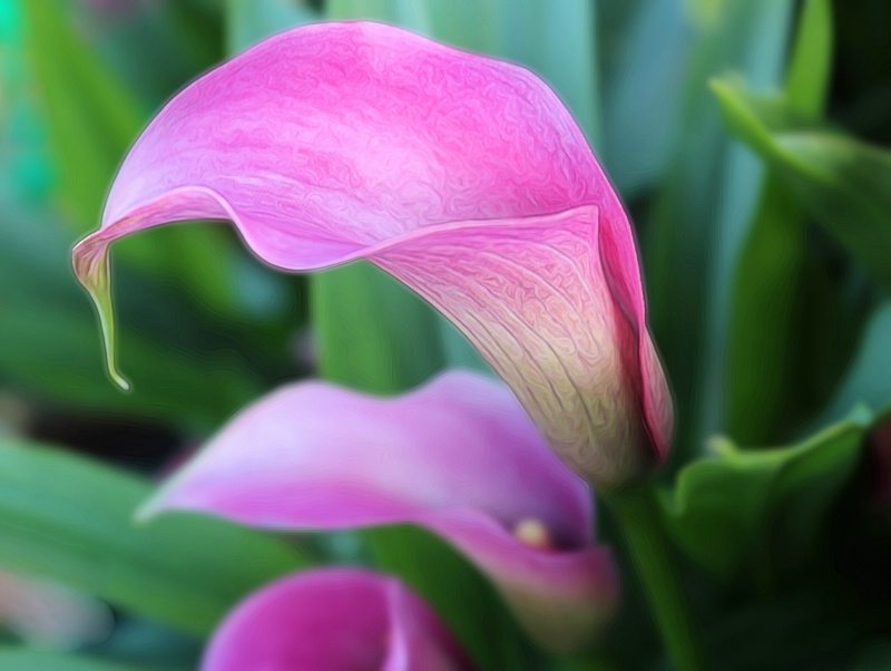 Pink Calla