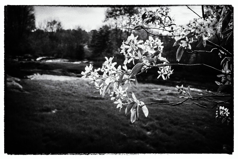 Blooms By the River