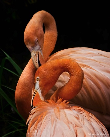 Flamingos Grooming