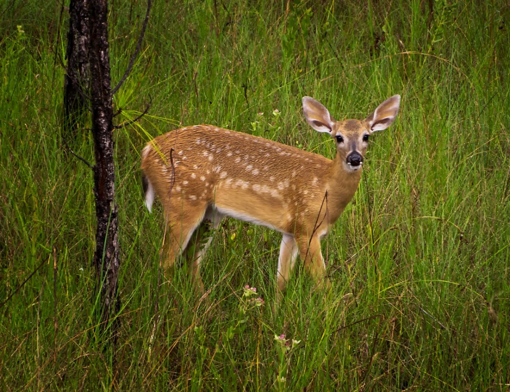 Fawn