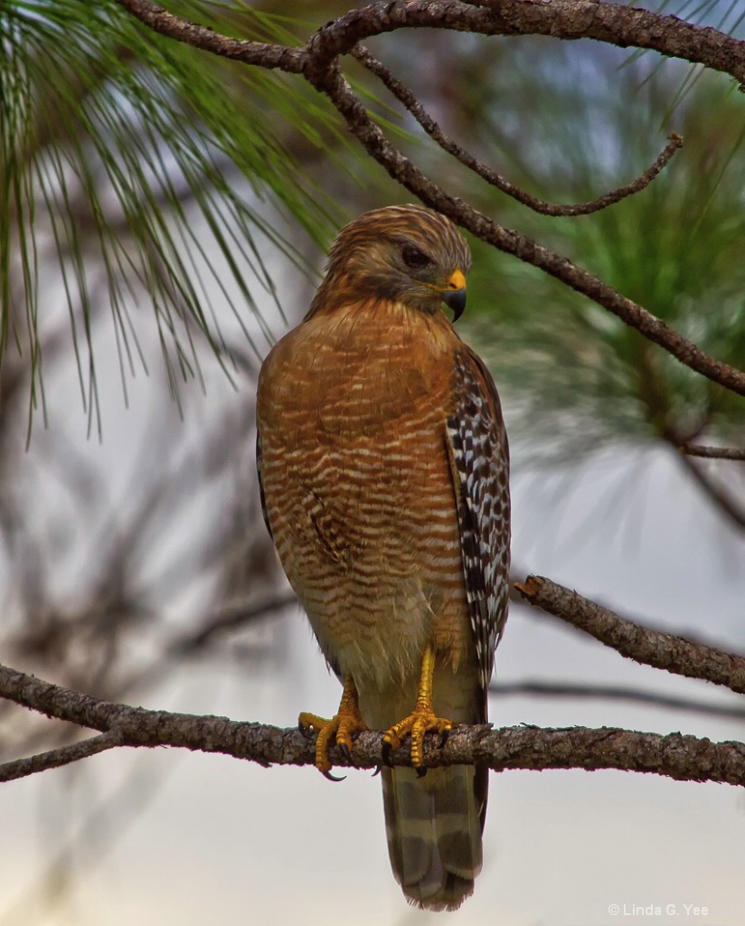Hawk in a Pine Tree