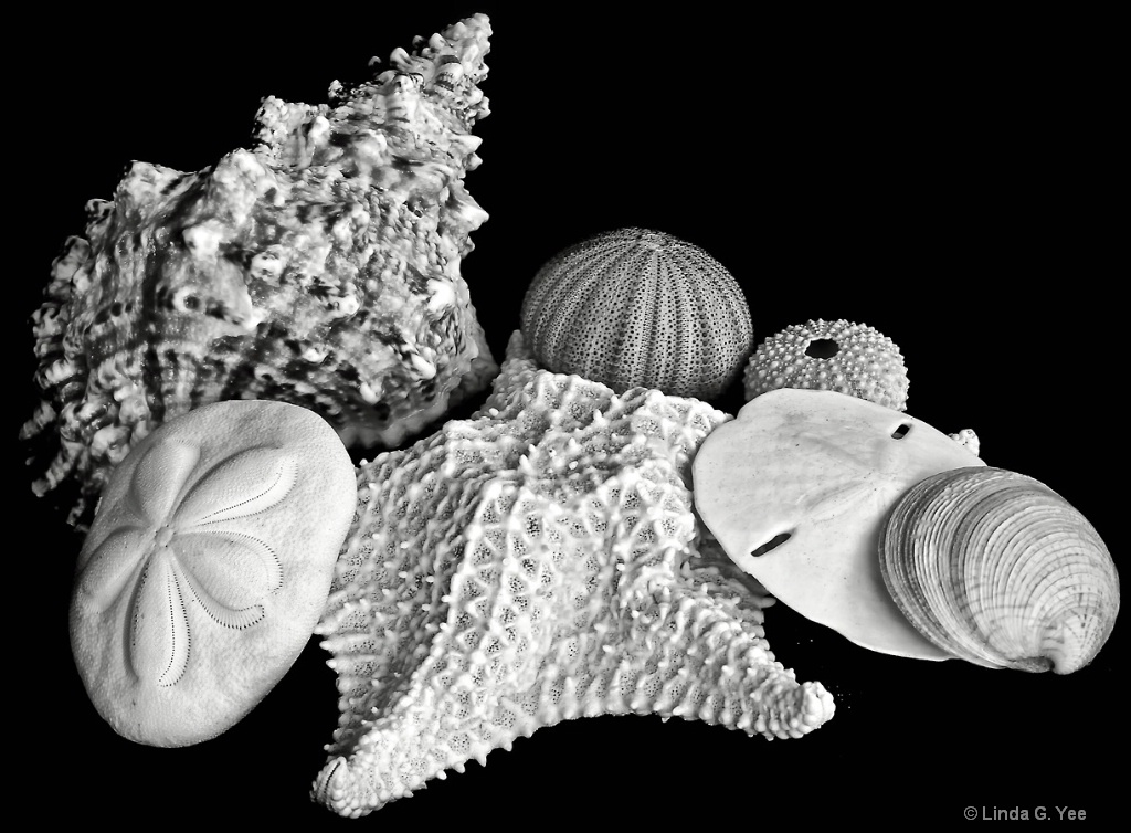 Shells and Other Oddities from the Sea