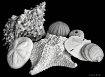 Shells and Other ...