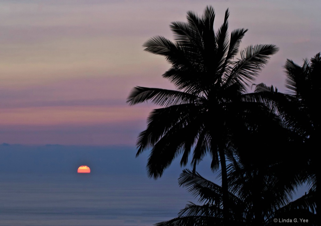 Palm Tree Silhouttes