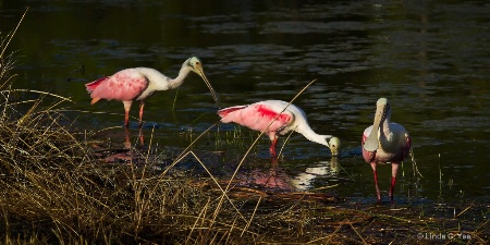 The Three Pink Amigos