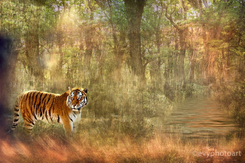 The Tiger Forest