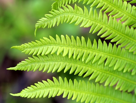 Fern Patterns