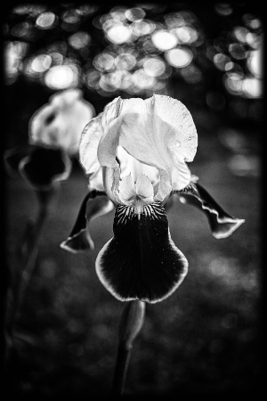 Iris Aglow