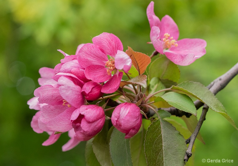 Pink Blossoms in the Breeze