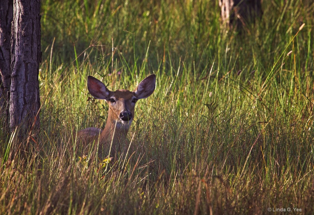 "Hello!"  What Are You Doing Over There???