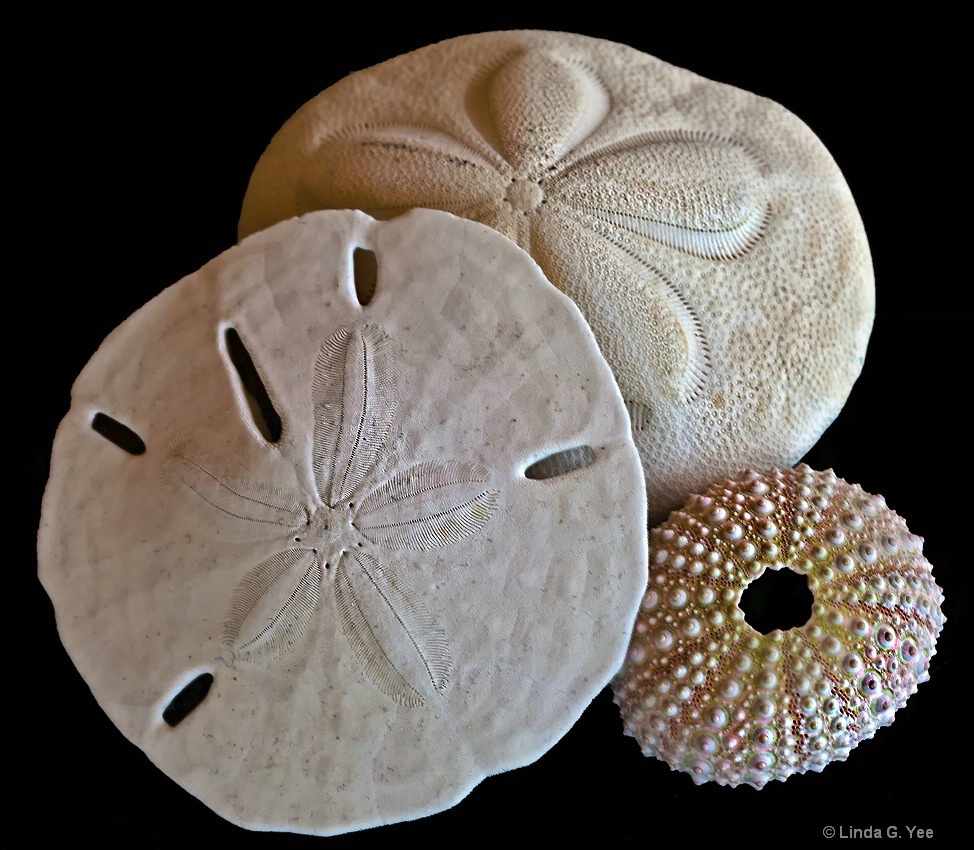 Sand Dollar, Sea Bisquit, and Sea Urchin Shell