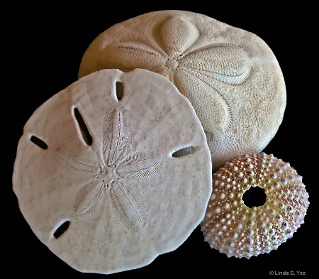 Sand Dollar, Sea Bisquit, and Sea Urchin Shell