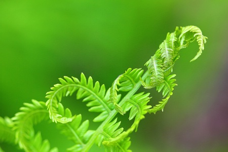 Unfolding Fern