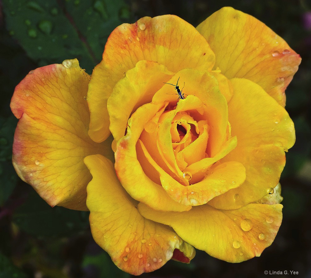 Yellow Rose of Tulsa with Visitor